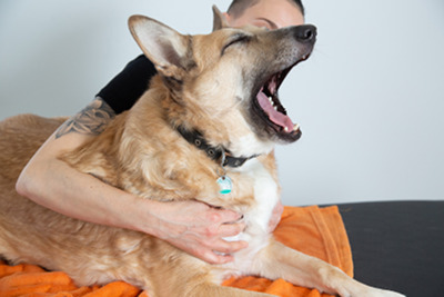 Hund Massage Bild 3