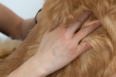 Hund Massage Bild 4
