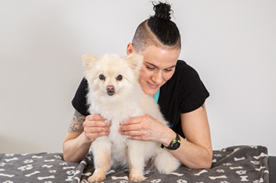 Hund Massage Bild 1